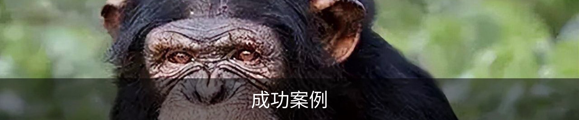 成功案例